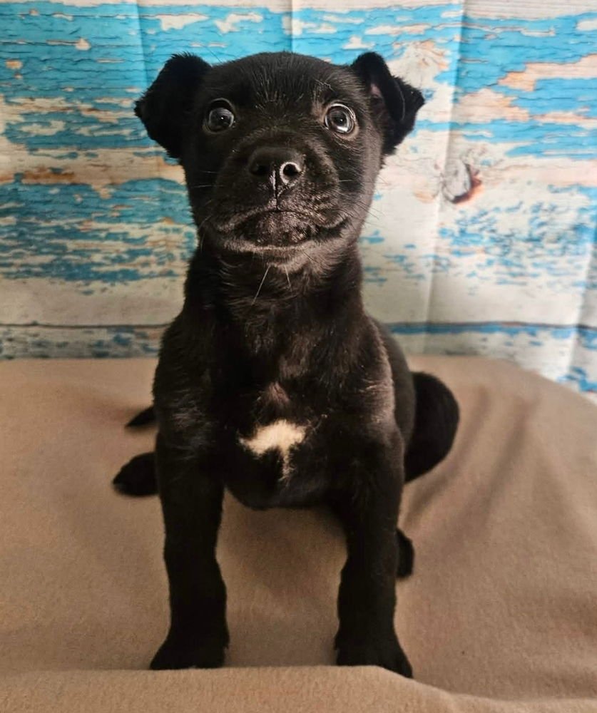 BLUEBERRY MUFFIN - German Shepherd Dog available for adoption