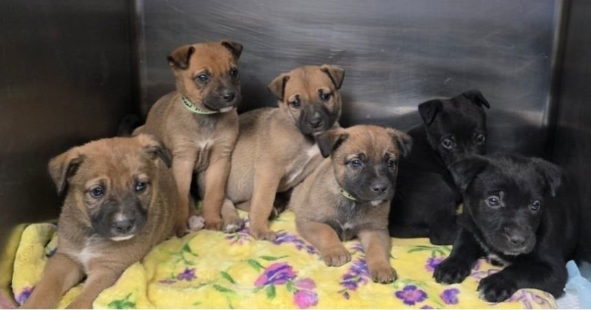 Blueberry Muffin - Photo 3