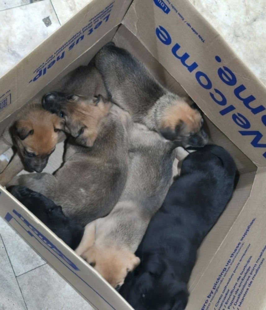 Blueberry Muffin - Photo 4