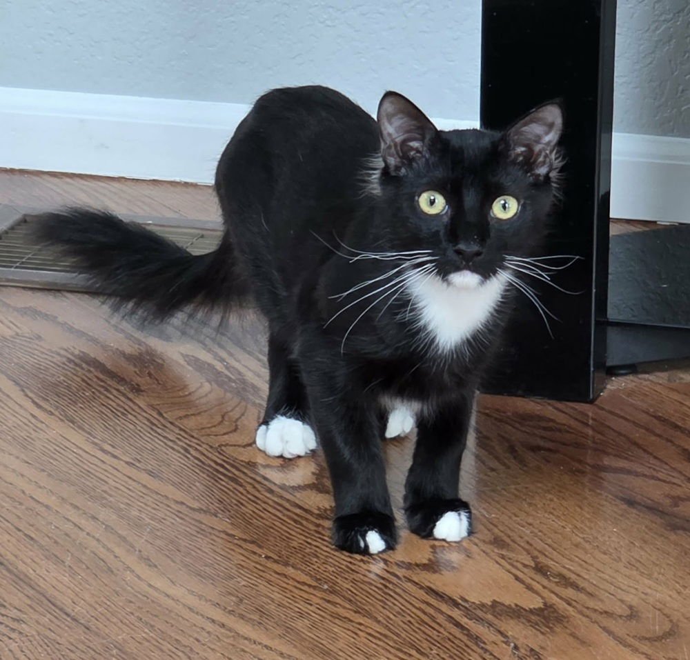 BAYOU - Domestic Medium Hair available for adoption