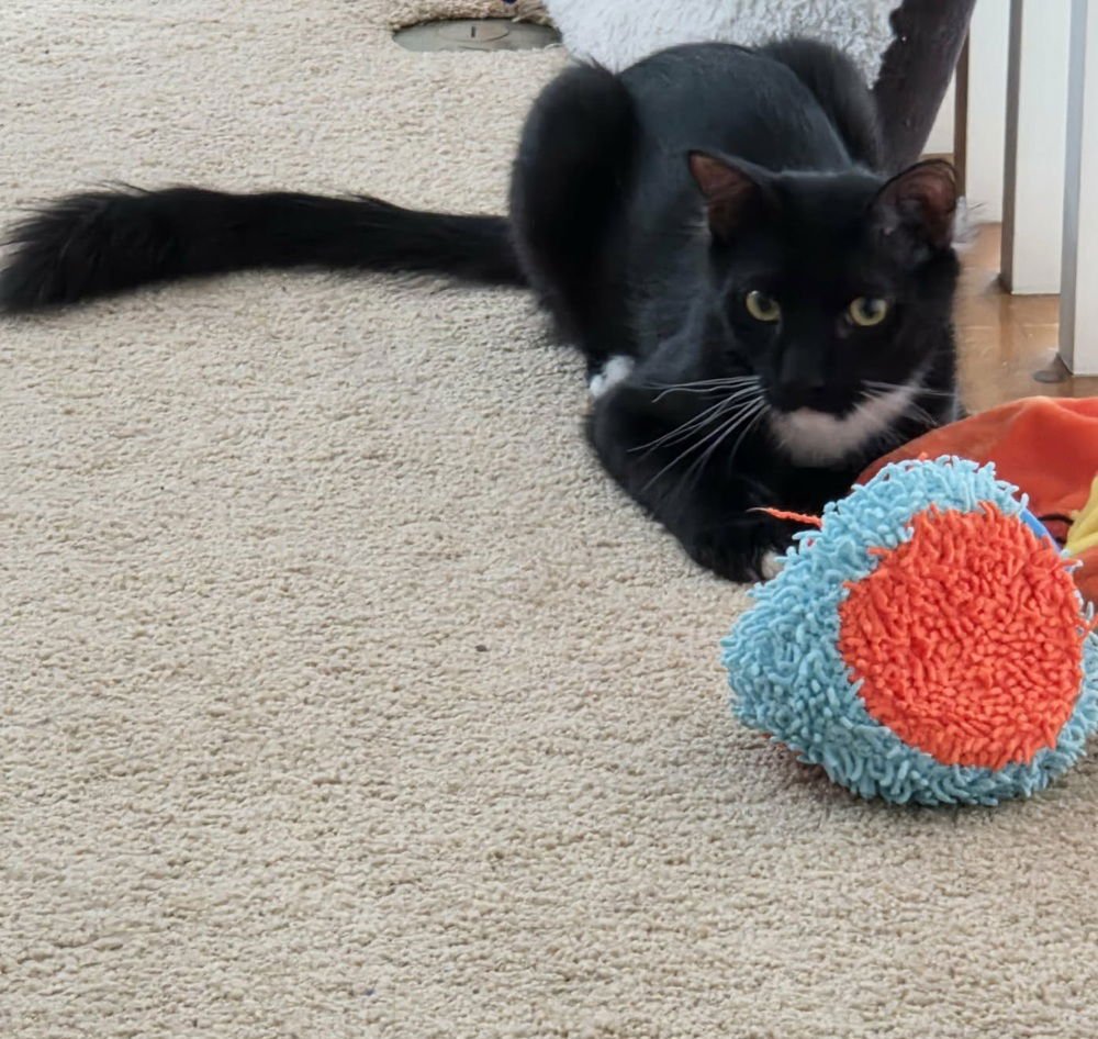 BAYOU - Domestic Medium Hair available for adoption