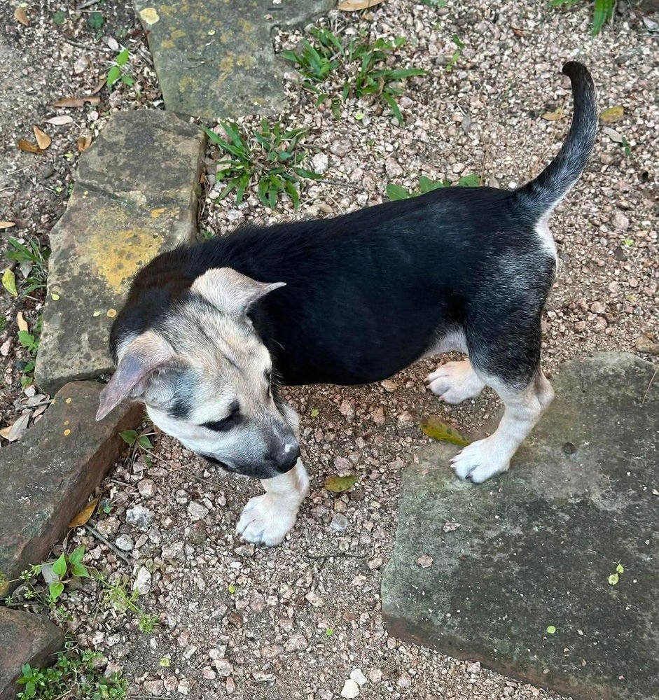 ALICIA - German Shepherd Dog available for adoption