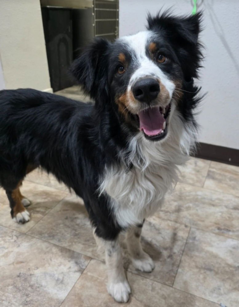 BERRY - Border Collie available for adoption