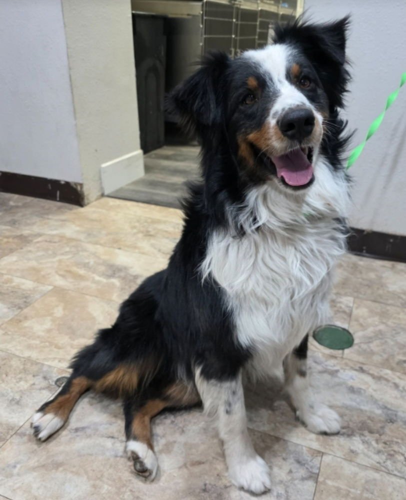BERRY - Border Collie available for adoption