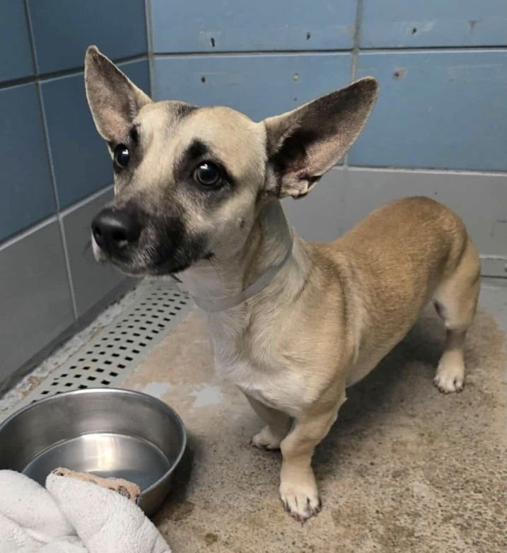 CHARLIE - Chihuahua / Corgi available for adoption