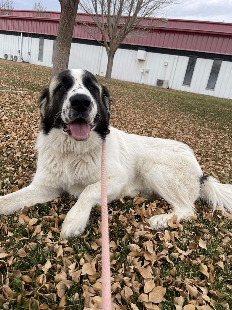 YETI - Great Pyrenees available for adoption