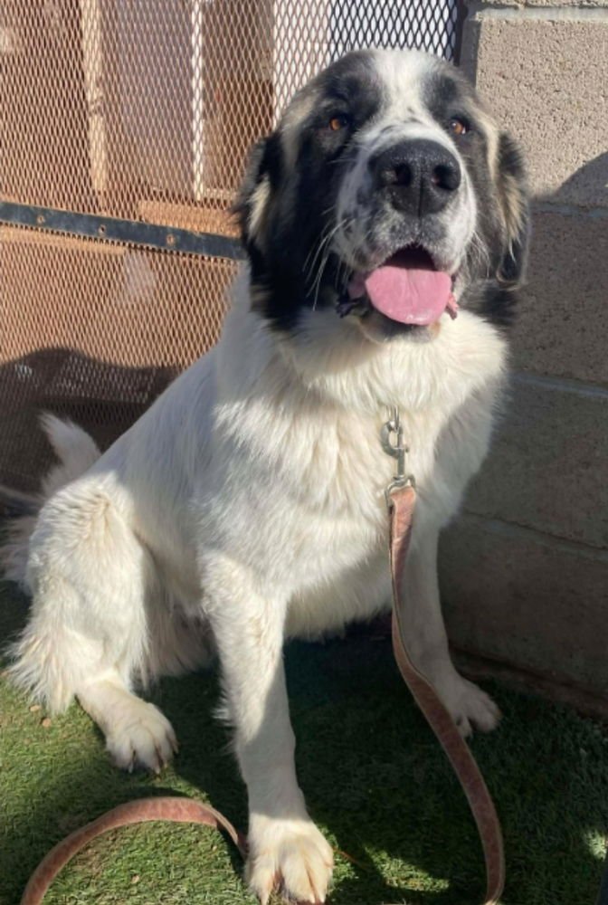 YETI - Great Pyrenees available for adoption