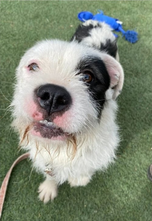 RAISIN - Border Terrier / Pit Bull Terrier available for adoption