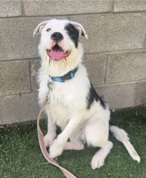 RAISIN - Border Terrier / Pit Bull Terrier available for adoption