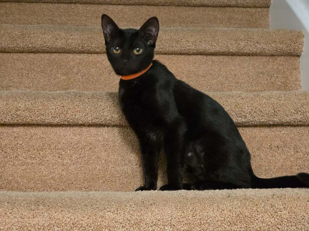 WENDOLY - Domestic Short Hair available for adoption