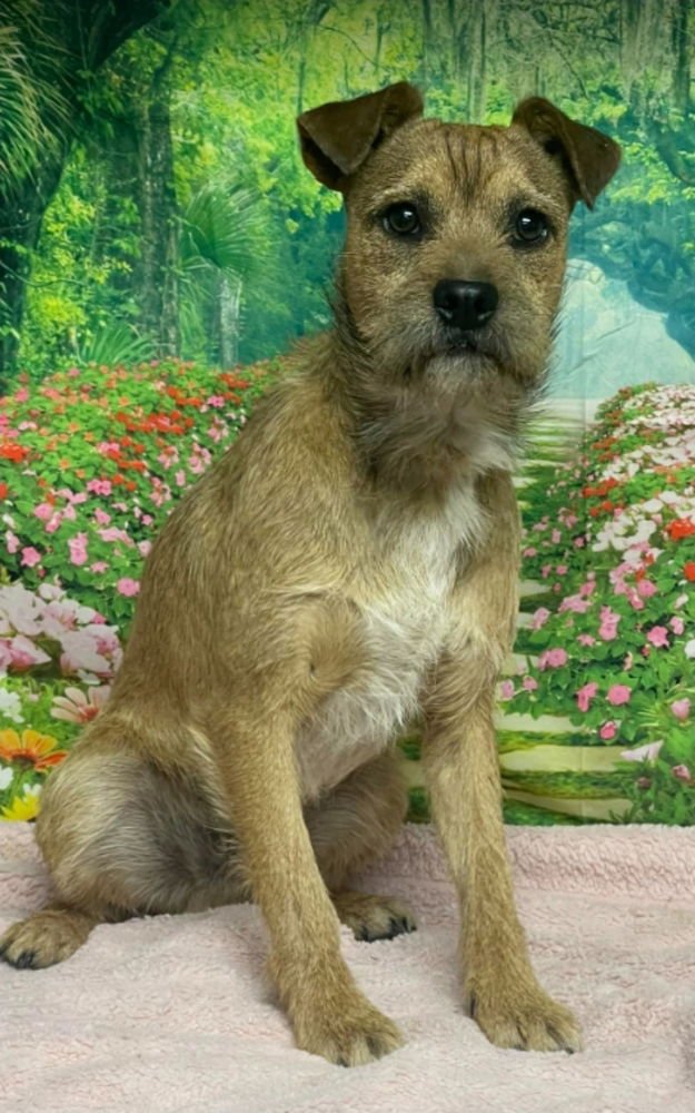 BRISTLE - Irish Terrier available for adoption