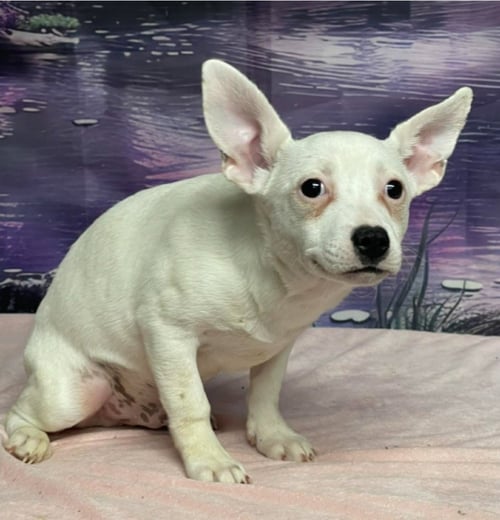 BERING - Terrier available for adoption