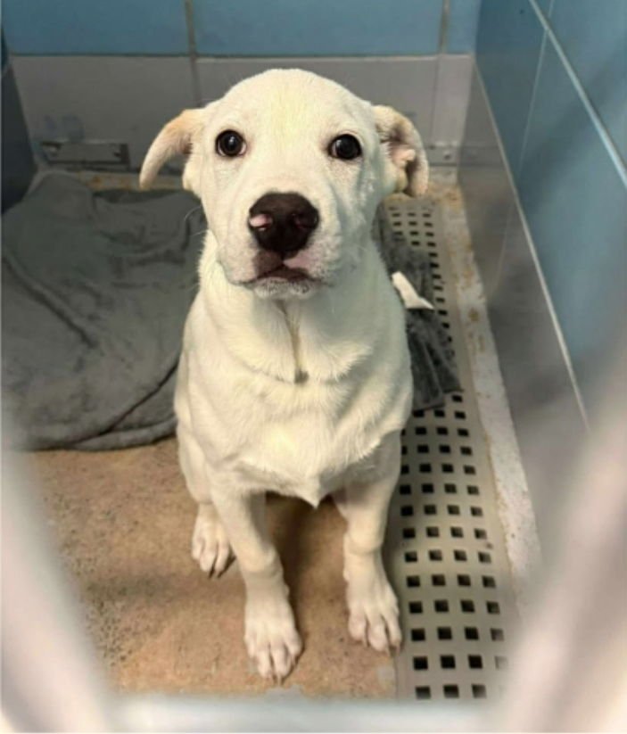 CANNONBALL - Labrador Retriever / Great Pyrenees available for adoption