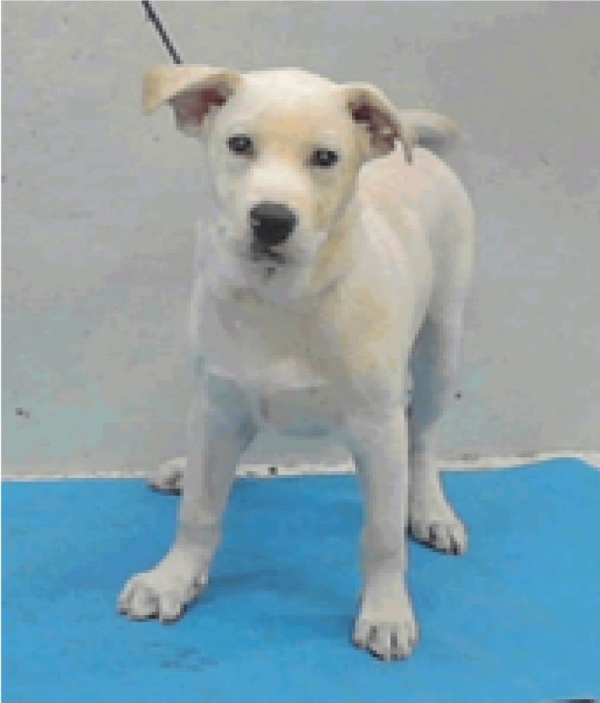 CANNONBALL - Labrador Retriever / Great Pyrenees available for adoption