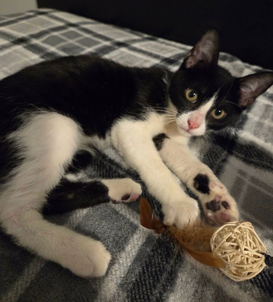 CHAR - Domestic Short Hair available for adoption