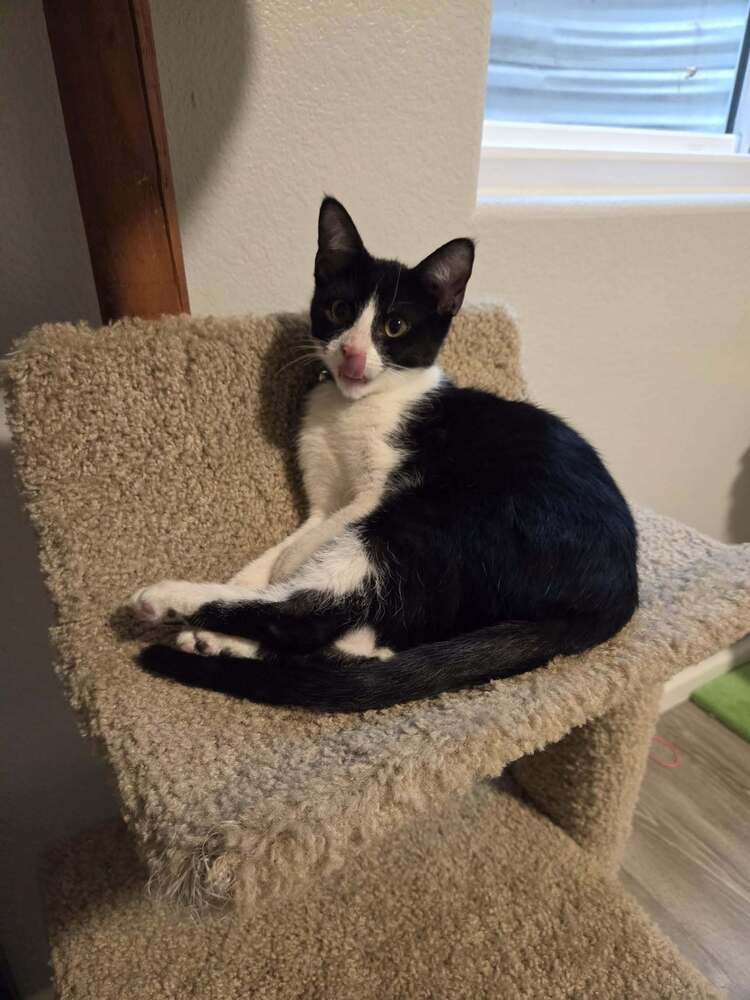 CHAR - Domestic Short Hair available for adoption