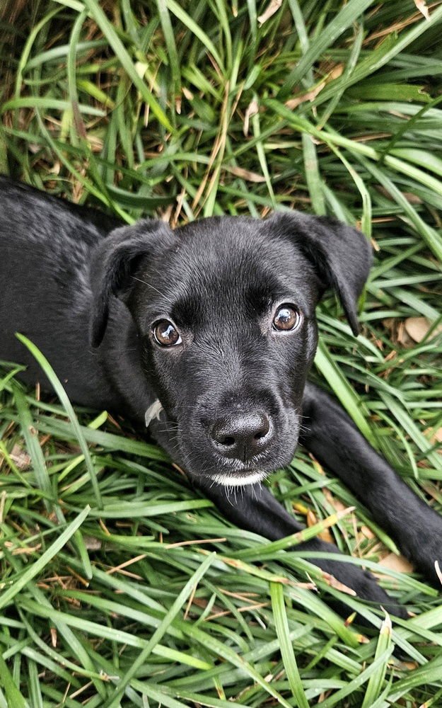 SKYE - Labrador Retriever / Rottweiler available for adoption