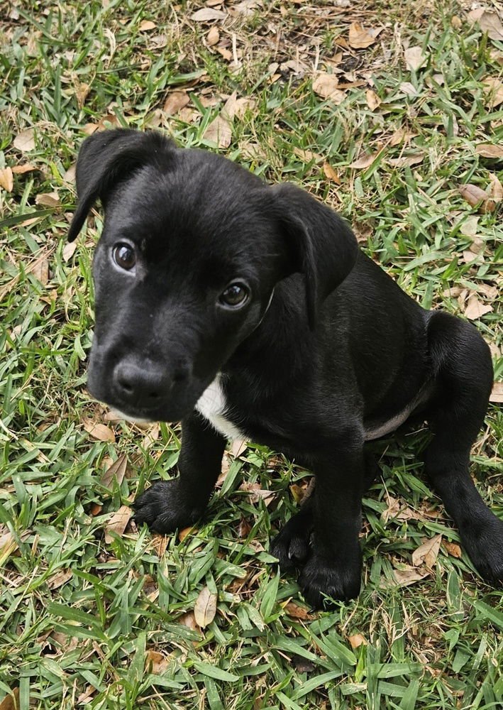SKYE - Labrador Retriever / Rottweiler available for adoption
