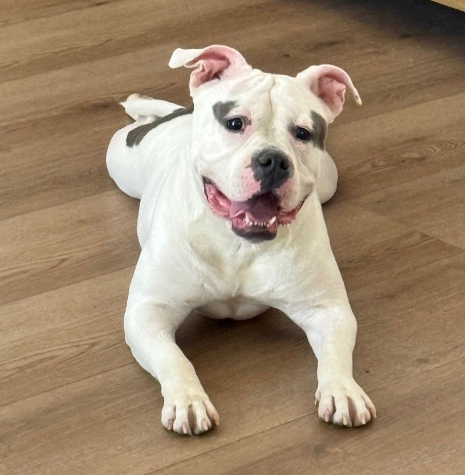 PIPER ANN - American Bulldog available for adoption