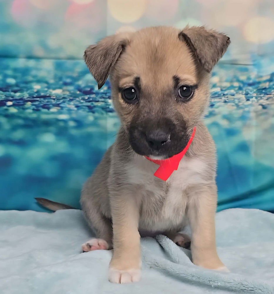 LOUISE - Cattle Dog available for adoption