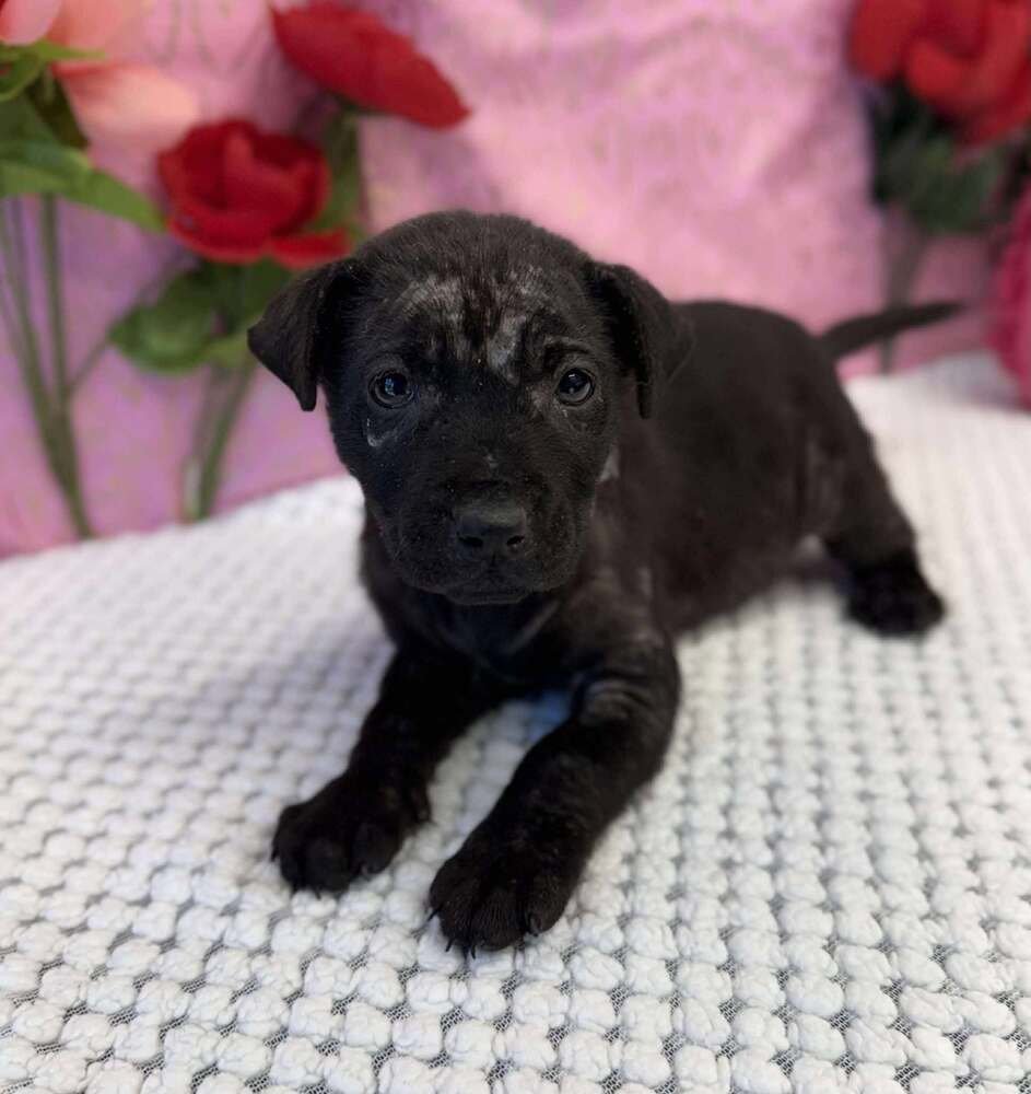 AGNES - American Staffordshire Terrier / Labrador Retriever available for adoption