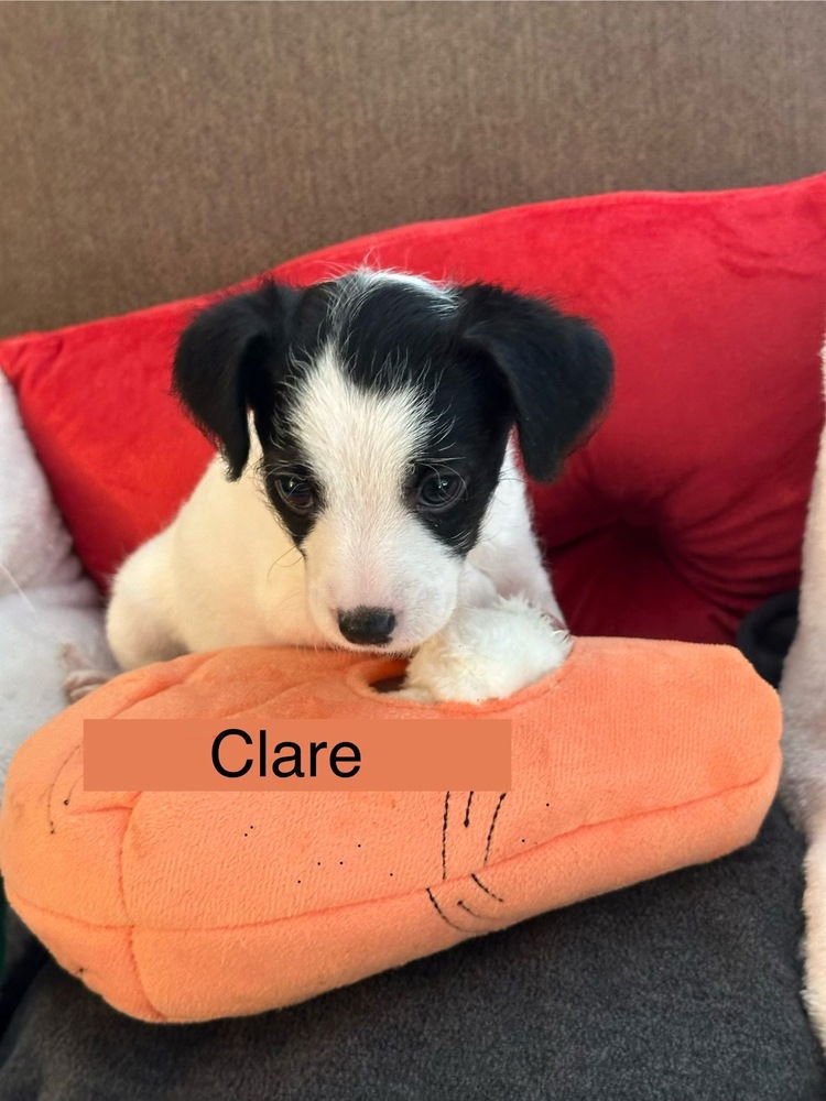 CLARE - Chihuahua available for adoption
