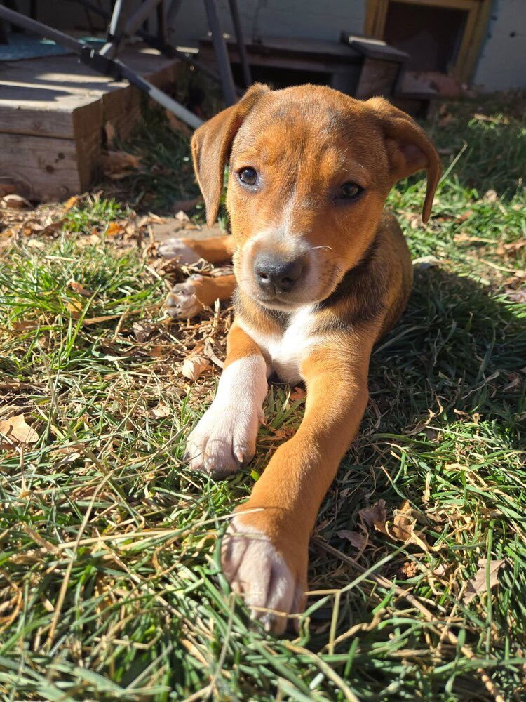 HUGH - Labrador Retriever available for adoption