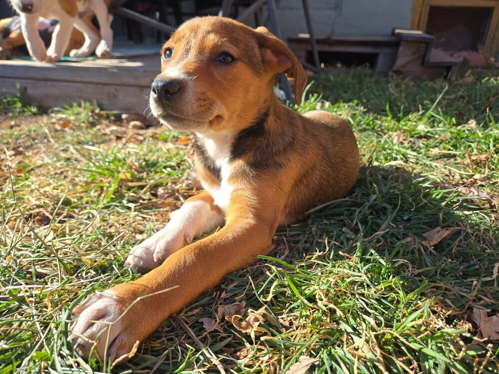 HUGH - Labrador Retriever available for adoption