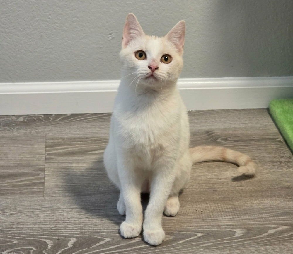 GOOFY - Domestic Short Hair available for adoption