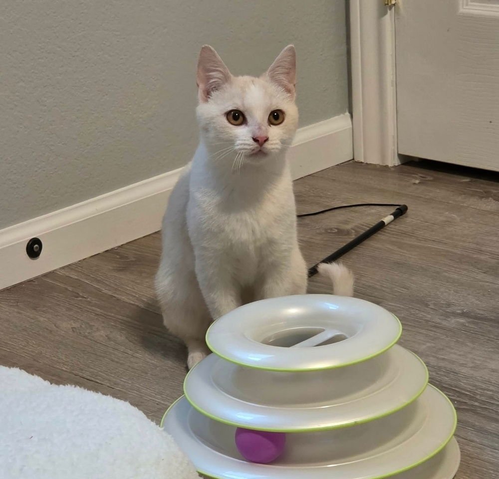 GOOFY - Domestic Short Hair available for adoption