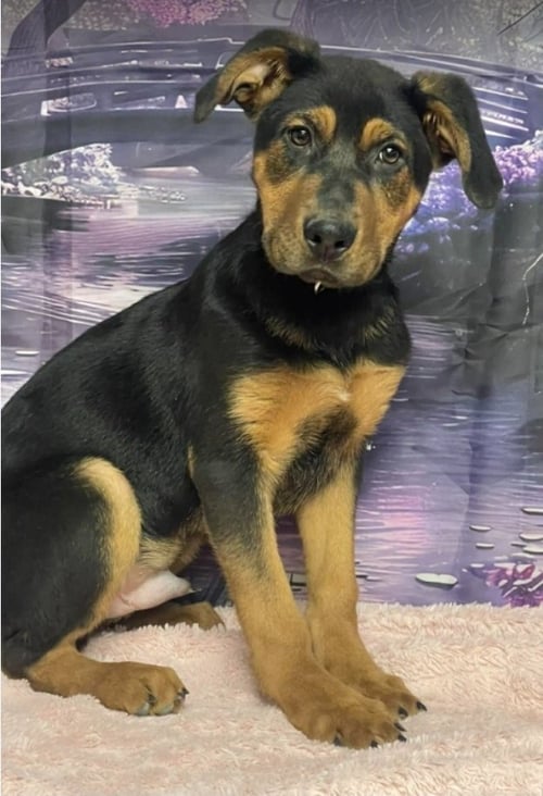 DIGGER - Rottweiler / German Shepherd Dog available for adoption
