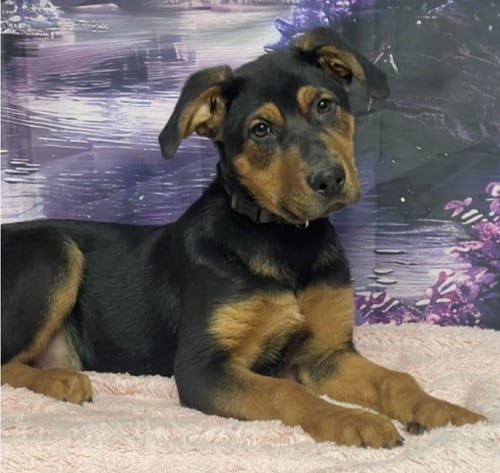DIGGER - Rottweiler / German Shepherd Dog available for adoption