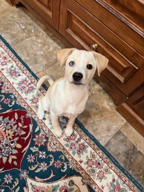 ALBERTO - Labrador Retriever / Husky available for adoption