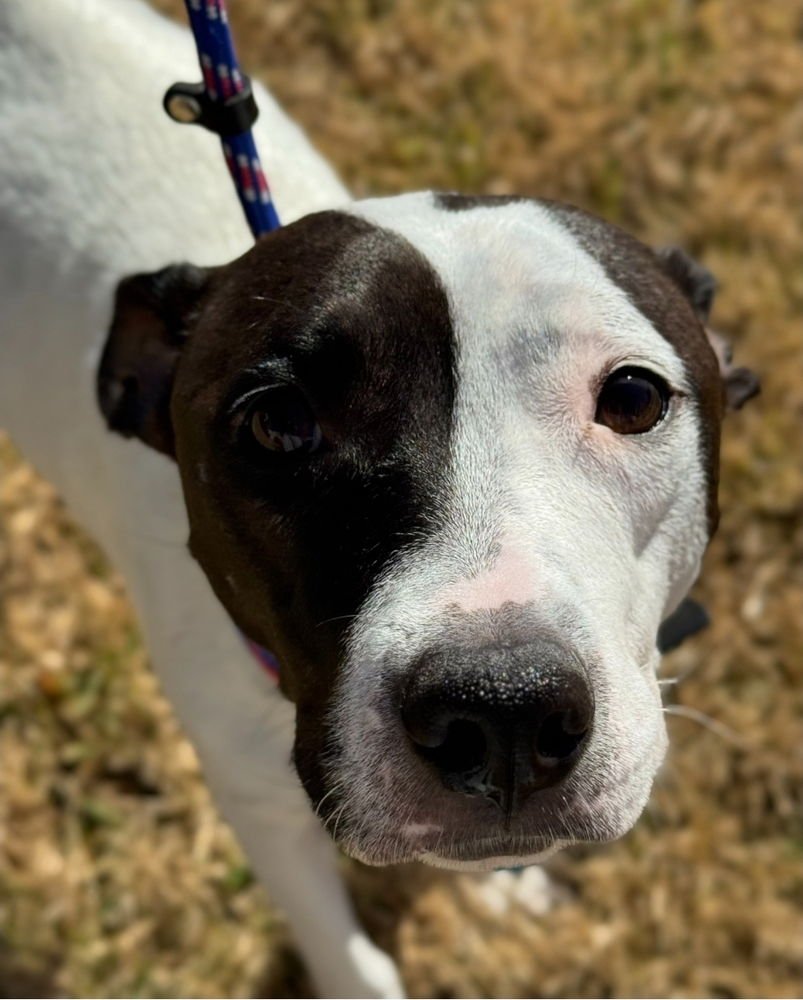 DOMINO - Labrador Retriever / Pointer available for adoption