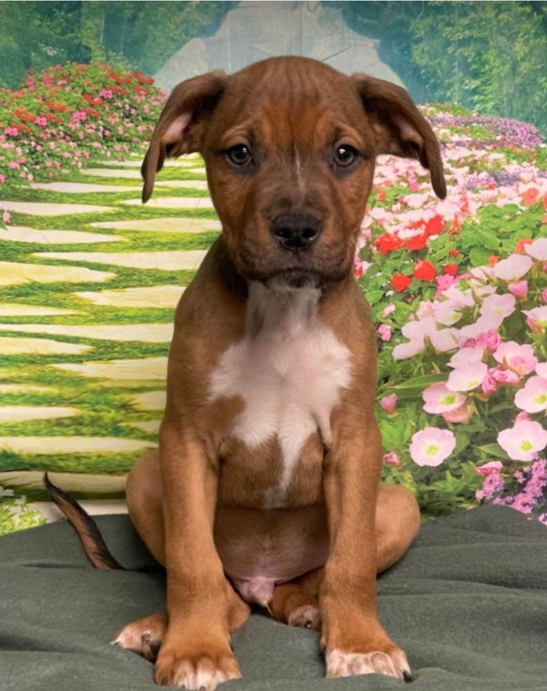 ANCHOR - American Staffordshire Terrier available for adoption
