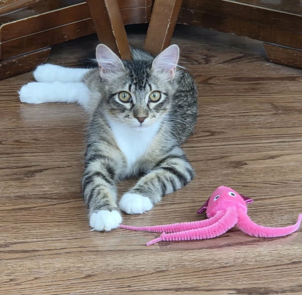 BOOMER - Domestic Medium Hair available for adoption