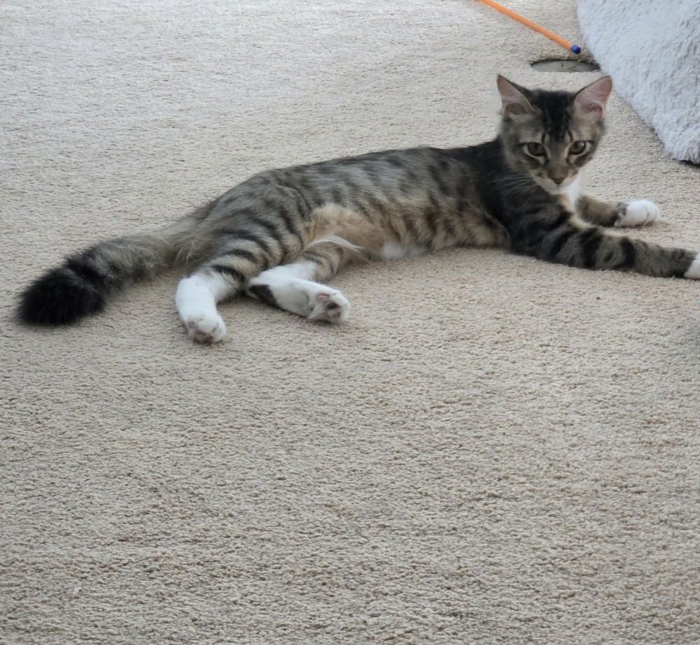 BOOMER - Domestic Medium Hair available for adoption