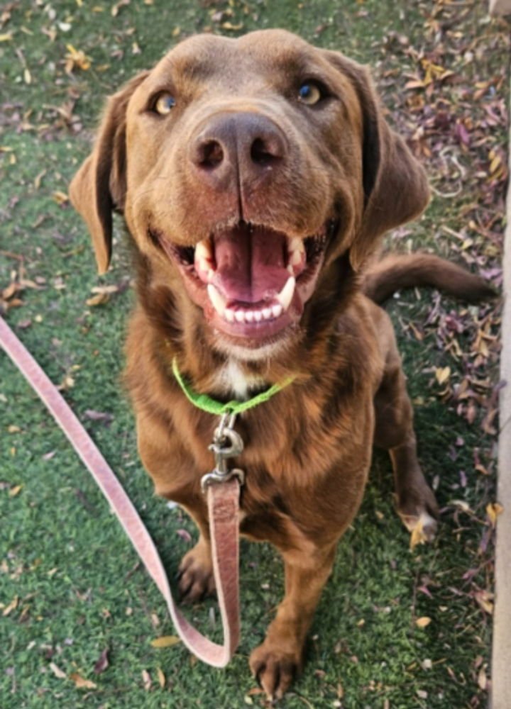 MR. CHOCOLATE - Labrador Retriever available for adoption
