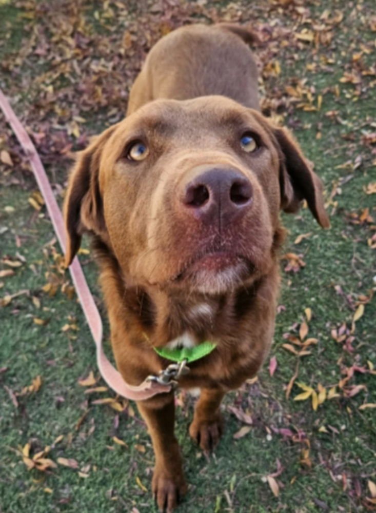 MR. CHOCOLATE - Labrador Retriever available for adoption