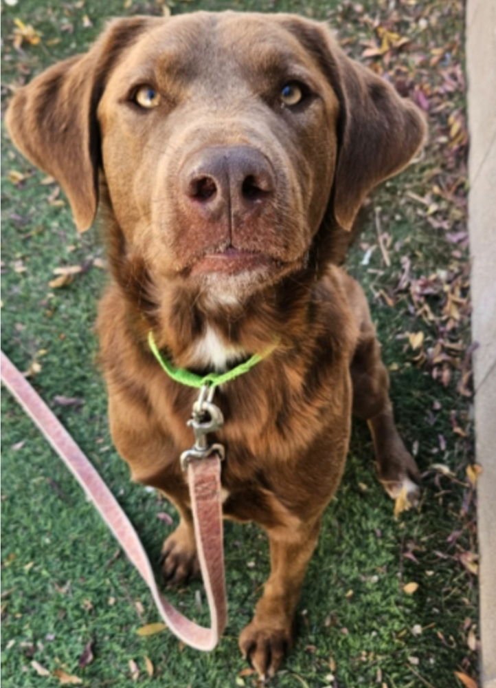 Mr. Chocolate - Photo 3