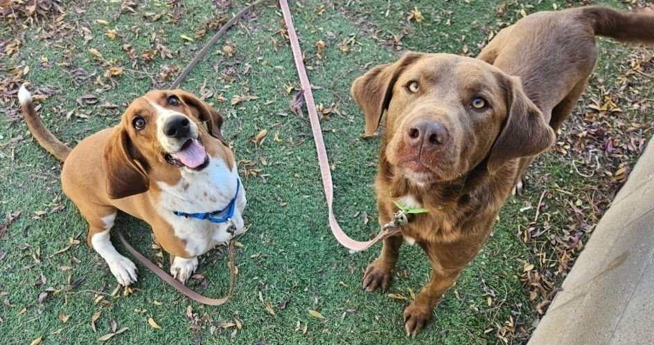 Mr. Chocolate - Photo 4