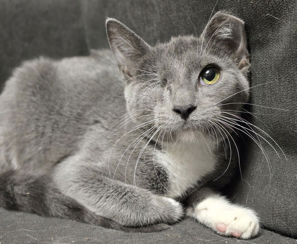 ATLAS - Domestic Short Hair available for adoption