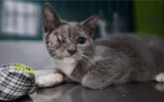 ATLAS - Domestic Short Hair available for adoption