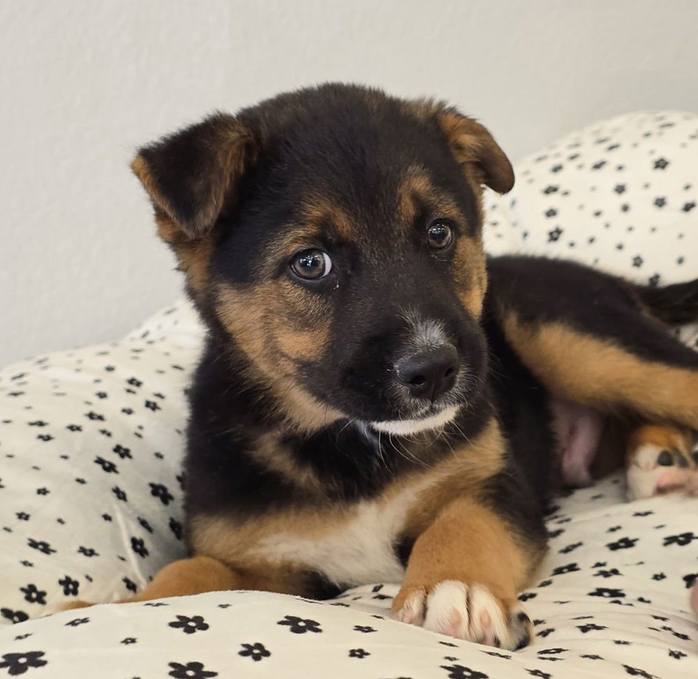 DONNER - German Shepherd Dog / Australian Shepherd available for adoption