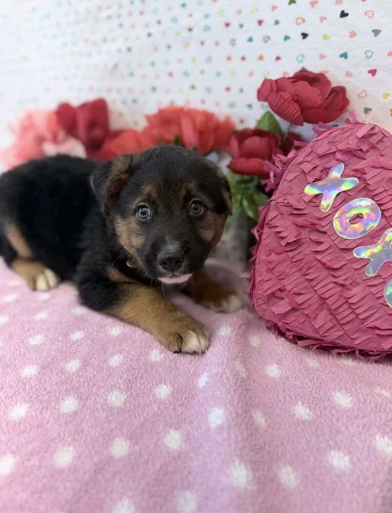 DONNER - German Shepherd Dog / Australian Shepherd available for adoption