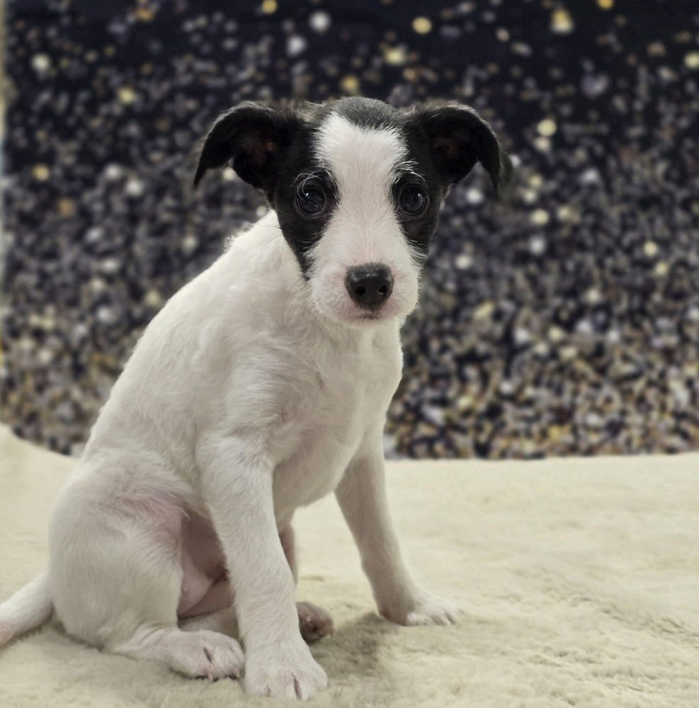 CLARE - Chihuahua available for adoption