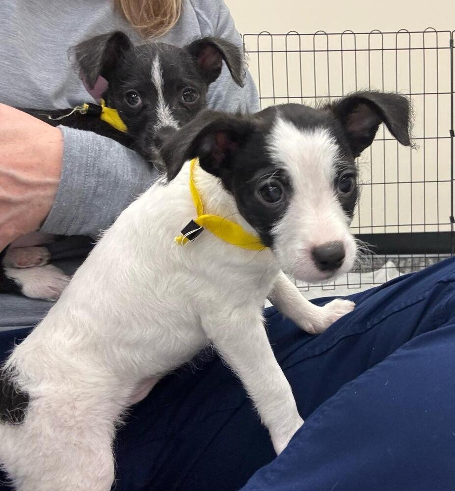 CLARE - Chihuahua available for adoption