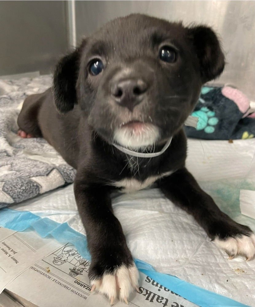 FRANCESCA - Labrador Retriever available for adoption