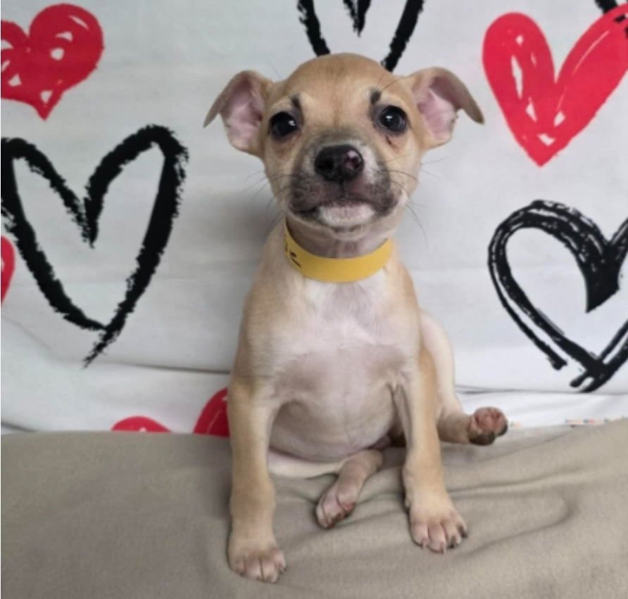 MAISIE - Chihuahua available for adoption