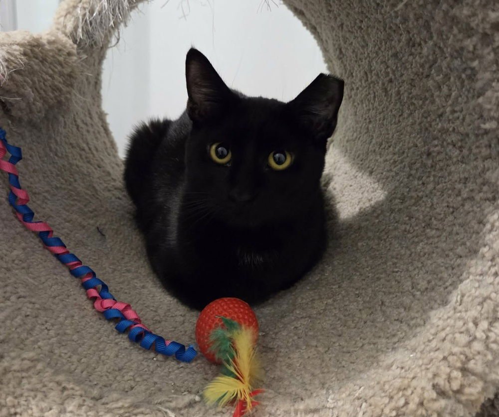 FRO-YO - Domestic Short Hair available for adoption